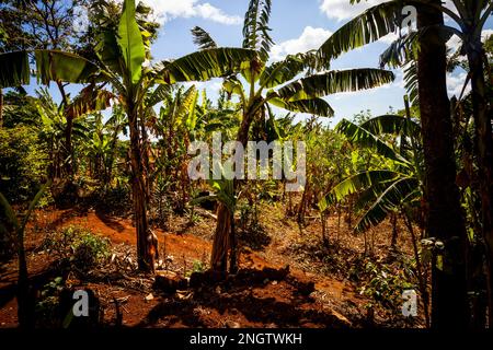 alberi di palma, natura, suolo rosso africa, tansania Foto Stock