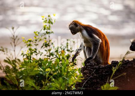 Red Colobus Monkey zansibar isola fauna selvatica, africa, Tansania, Foto Stock