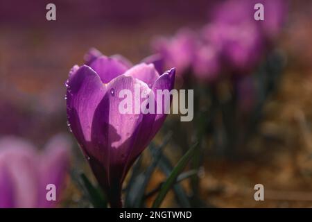 brillante tenera prima primavera fiori croci viola in un primo piano di schiarimento della foresta Foto Stock