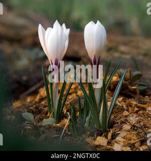 Tender prima primavera fiori croci bianchi in una foresta di pulizia primo piano Foto Stock