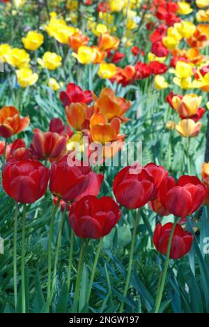 Tulipa, Tulipani, Tulpen, in un giardino cottage Foto Stock