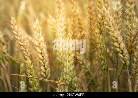 Primo piano delle orecchie di grano retroilluminato dal sole, vista estiva Foto Stock