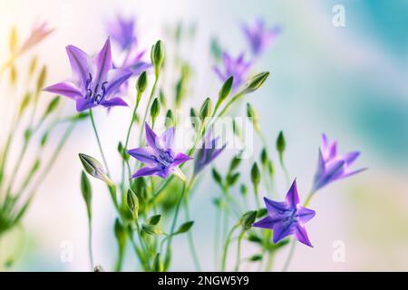 Bellissimi fiori lilla di trithelia. Fiori primaverili in fiore nel giardino ornamentale Foto Stock