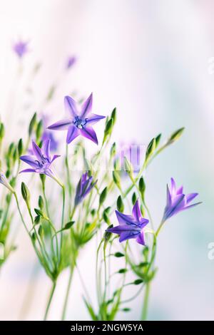 Bellissimi fiori lilla di trithelia. Fiori primaverili in fiore nel giardino ornamentale. Foto Stock