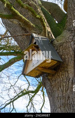 Guardando in su ad una scatola di nido di gufo fissata ad un grande albero nella campagna. Foto Stock