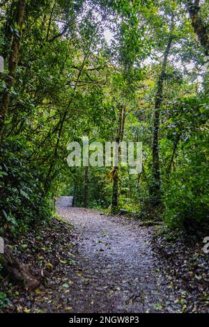 Passeggiata lungo il sentiero della riserva biologica Monteverde Cloud Forest Foto Stock