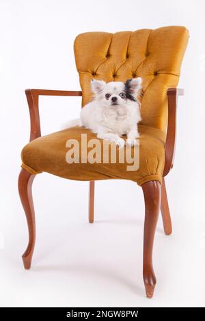 Chihuahua con capelli lunghi bianchi su una sedia vintage. Chihuahua bianco su una sedia antica di velluto giallo isolata su uno sfondo bianco. Foto Stock