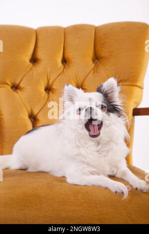Chihuahua con capelli lunghi bianchi su una sedia vintage. Chihuahua bianca su una sedia antica in velluto giallo. Foto Stock