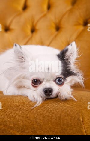 Chihuahua con capelli lunghi bianchi su una sedia vintage. Chihuahua bianca su una sedia antica in velluto giallo. Foto Stock