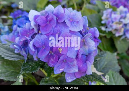 Primo piano su ortensia blu, ortensia francese, lacecap, penny fiori mac Foto Stock