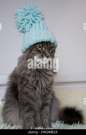 Gatto cristmas in berretto lavorato a maglia giacciono su una leggera morbida plaid a casa, gatto in attesa di natale in costume, immagine verticale per veterinario, calendario, poster design Foto Stock