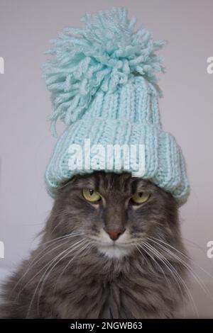 Gatto cristmas in berretto lavorato a maglia giacciono su una leggera morbida plaid a casa, gatto in attesa di natale in costume, immagine verticale per veterinario, calendario, poster design Foto Stock