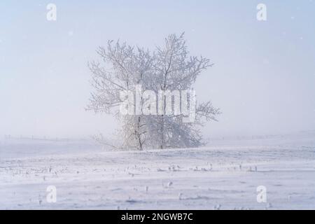 Prairie Inverno scene rurali Saskatchewan Canada Frost Foto Stock