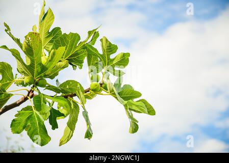 Primo piano di fichi su un ramo di fico contro il cielo azzurro soleggiato estivo. Foto Stock