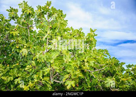 Fichi maturi su un albero di fico contro il cielo azzurro soleggiato estivo. Foto Stock