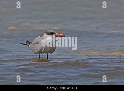 Tern Caspia (Sterna caspia) prima estate in piedi in acque poco profonde Ria Formosa NP, Portogallo Aprile Foto Stock