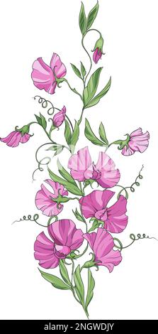 Un bouquet di piselli dolci con fiori rosa su fondo bianco, fiori, bouquet e foglie. Illustrazione Vettoriale