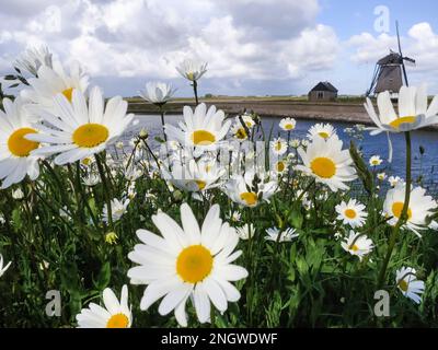 Mulino a Texel in primavera con la fioritura del campo ( a margherita Leucanthemum vulgare) in primo piano Foto Stock