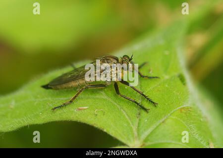 Primo piano naturale su una pelosa Robberfly dalle tessere dorate, Eutolmus rufibarbis seduta su una foglia verde Foto Stock