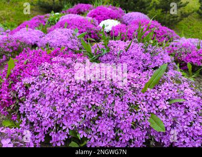 Il phlox subulata, il phlox strisciante (detto anche phlox di muschio, rosa di muschio o di montagna), è una specie di pianta fiorita della famiglia delle Polemoniaceae, originaria della famiglia delle Polemoniaceae Foto Stock