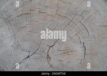 Grande pezzo circolare di sezione trasversale di legno con motivo di struttura ad anello dell'albero e crepe. Struttura in legno dettagliata. Superficie piana di anelli annuali in legno. Foto Stock