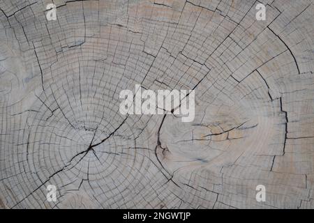 Grande pezzo circolare di sezione trasversale di legno con motivo di struttura ad anello dell'albero e crepe. Struttura in legno dettagliata. Superficie piana di anelli annuali in legno. Foto Stock