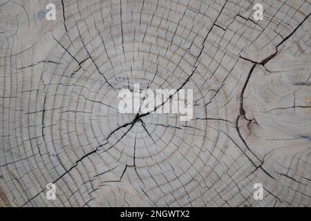 Grande pezzo circolare di sezione trasversale di legno con motivo di struttura ad anello dell'albero e crepe. Struttura in legno dettagliata. Superficie piana di anelli annuali in legno. Foto Stock