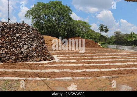 Preparazione di cocco. Fabbrica di fibra di cocco Foto Stock