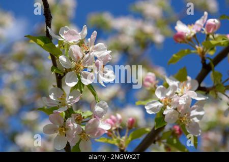 Fiore della mela selvatica europea (Malus sylvestris), vicino Confrides, provincia di Alicante, Costa Blanca, Spagna Foto Stock