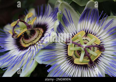 Fiori di frutto della passione viola (Passeflora edulis) Foto Stock