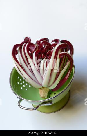 Radicchio, Cicorino rosso Tardivo, in setaccio da cucina Foto Stock