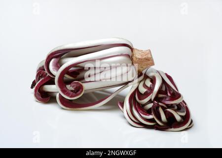 Radicchio, Cicorino rosso Tardivo Foto Stock