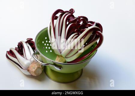 Radicchio, Cicorino rosso Tardivo, in setaccio da cucina Foto Stock
