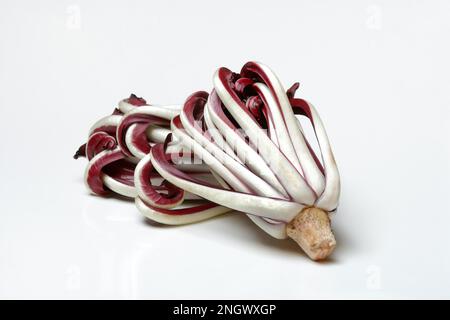 Radicchio, Cicorino rosso Tardivo Foto Stock