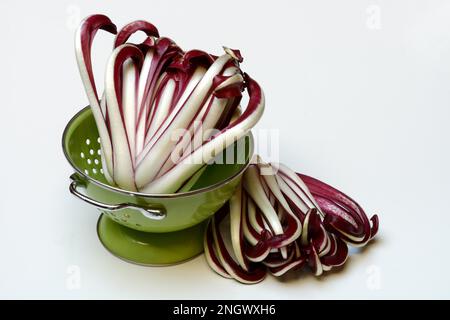 Radicchio, Cicorino rosso Tardivo, in setaccio da cucina Foto Stock