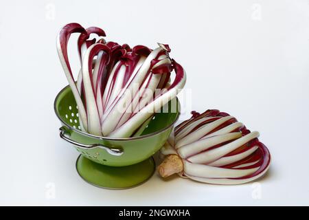 Radicchio, Cicorino rosso Tardivo, in setaccio da cucina Foto Stock