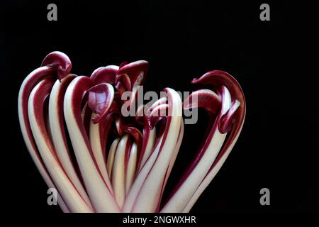 Radicchio, Cicorino rosso Tardivo, dettaglio foto Foto Stock