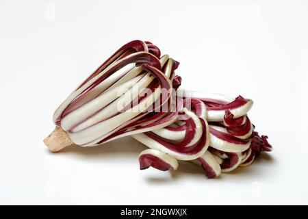 Radicchio, Cicorino rosso Tardivo Foto Stock