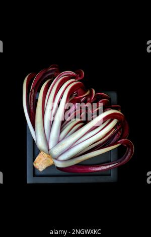 Radicchio, Cicorino rosso Tardivo Foto Stock