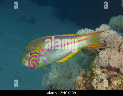 Red Sea Junker (Thalassoma rueppellii), Dive Site House Reef Mangrove Bay, El Quesir, Egitto, Mar Rosso Foto Stock