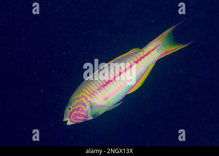 Radice di mare junker (Thalassoma rueppellii) di fronte a un solido sfondo blu, rilasciabile. Sito di immersione House Reef Mangrove Bay, El Quesir, Egitto, Mar Rosso Foto Stock