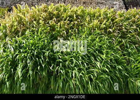 Ciuffi discendenti verticalmente di foglie di verdure verdi. Il concetto di agricoltura verticale, campi, giardini moderni. Sole estivo luminoso. Foto Stock