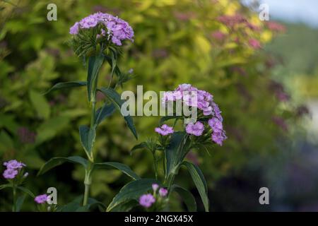 Aiuola di Dianthus barbatus. Foto a colori dei fiori di William. Il garofano turco (Dianthus barbatus) nel giardino è un esempio di paesaggio. Foto Stock