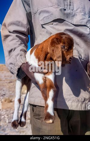 La Namibia, Africa. un pastore con una capra Foto Stock