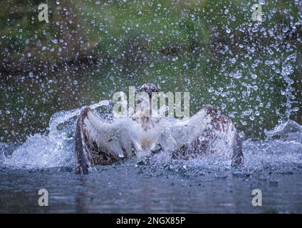 Un colpo d'azione di un Osprey (Pandion haliaetus) sommerso in acqua e spruzzato che mostra l'energia necessaria per alzarsi dall'acqua con i pesci . REGNO UNITO Foto Stock