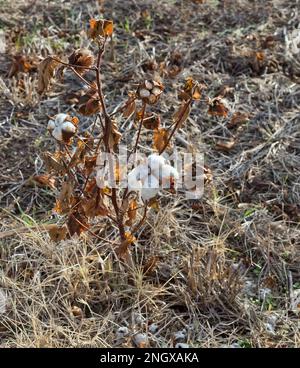 Coltivazione di piante di cotone, fallimento del raccolto dovuto a mancanza di pioggia, Wellington, Kansas, 'Gossypium hirsutum'. Foto Stock