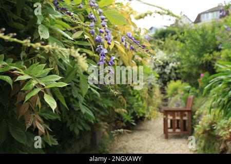 Tranquillo giardino scena con glicine fiorente e una panca di legno su un tranquillo giardino sentiero. Calma lussureggiante carta da parati giardino con spazio copia. Luogo ideale per rilassarsi Foto Stock