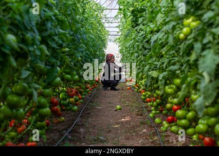 Erzincan, Turchia, 2 agosto 2022: Una donna che coltiva pomodori in una serra Foto Stock