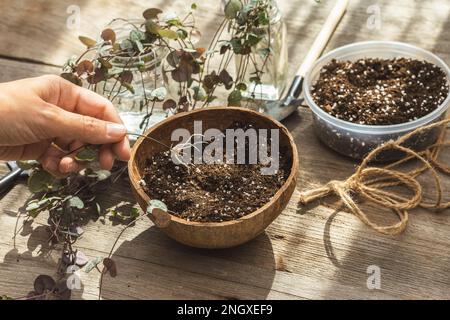 Mano femmina che mette tubero radicato di Ceropegia Woodii casa pianta nel terreno. Propagazione di houseplant e piantando processo. Stringa di piante di cuori che piantano Foto Stock