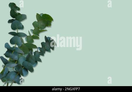 Eucalipto sempreverde rami di pianta con foglie verde brillante primo piano, disposizione floreale su sfondo verde chiaro naturale, elemento decorativo per qualsiasi design, copia spazio Foto Stock